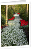 Strip of white grape hyacinths edged with red tulips in Keukenhof Gardens by Anonymous