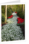 Strip of white grape hyacinths edged with red tulips in Keukenhof Gardens by Anonymous