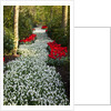 Strip of white grape hyacinths edged with red tulips in Keukenhof Gardens by Anonymous