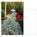 Strip of white grape hyacinths edged with red tulips in Keukenhof Gardens by Anonymous