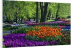 Tulips and hyacinth in Keukenhof Gardens by Anonymous