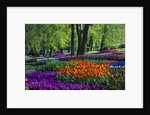 Tulips and hyacinth in Keukenhof Gardens by Anonymous