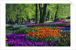 Tulips and hyacinth in Keukenhof Gardens by Anonymous