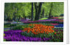 Tulips and hyacinth in Keukenhof Gardens by Anonymous