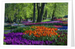Tulips and hyacinth in Keukenhof Gardens by Anonymous