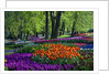 Tulips and hyacinth in Keukenhof Gardens by Anonymous