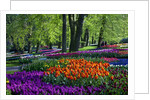 Tulips and hyacinth in Keukenhof Gardens by Anonymous