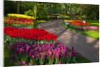 Walkway among tulips and hyacinth in Keukenhof Gardens by Anonymous