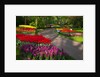 Walkway among tulips and hyacinth in Keukenhof Gardens by Anonymous
