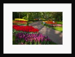 Walkway among tulips and hyacinth in Keukenhof Gardens by Anonymous