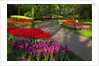 Walkway among tulips and hyacinth in Keukenhof Gardens by Anonymous