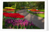 Walkway among tulips and hyacinth in Keukenhof Gardens by Anonymous