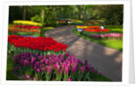 Walkway among tulips and hyacinth in Keukenhof Gardens by Anonymous