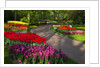 Walkway among tulips and hyacinth in Keukenhof Gardens by Anonymous