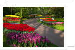 Walkway among tulips and hyacinth in Keukenhof Gardens by Anonymous