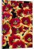 Tulips in Keukenhof Gardens by Anonymous