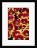 Tulips in Keukenhof Gardens by Anonymous