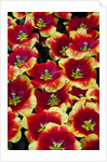 Tulips in Keukenhof Gardens by Anonymous