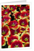 Tulips in Keukenhof Gardens by Anonymous
