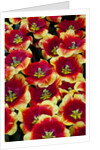 Tulips in Keukenhof Gardens by Anonymous