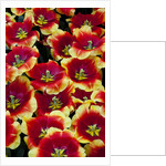 Tulips in Keukenhof Gardens by Anonymous