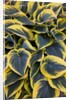 Hosta display in Keukenhof Gardens by Anonymous