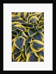 Hosta display in Keukenhof Gardens by Anonymous
