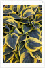 Hosta display in Keukenhof Gardens by Anonymous