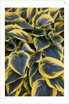 Hosta display in Keukenhof Gardens by Anonymous