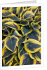 Hosta display in Keukenhof Gardens by Anonymous