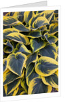 Hosta display in Keukenhof Gardens by Anonymous
