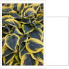 Hosta display in Keukenhof Gardens by Anonymous