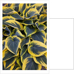 Hosta display in Keukenhof Gardens by Anonymous