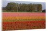 Tulip fields in springtime near Keukenhof Gardens by Anonymous