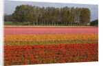 Tulip fields in springtime near Keukenhof Gardens by Anonymous
