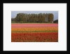 Tulip fields in springtime near Keukenhof Gardens by Anonymous