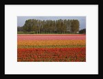 Tulip fields in springtime near Keukenhof Gardens by Anonymous