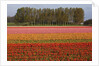 Tulip fields in springtime near Keukenhof Gardens by Anonymous