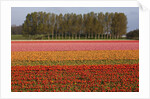 Tulip fields in springtime near Keukenhof Gardens by Anonymous
