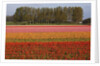 Tulip fields in springtime near Keukenhof Gardens by Anonymous