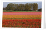 Tulip fields in springtime near Keukenhof Gardens by Anonymous