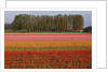 Tulip fields in springtime near Keukenhof Gardens by Anonymous