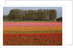 Tulip fields in springtime near Keukenhof Gardens by Anonymous