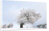 Hoar frost on beech trees in the Black Forest by Anonymous
