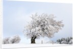 Hoar frost on beech trees in the Black Forest by Anonymous