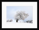 Hoar frost on beech trees in the Black Forest by Anonymous