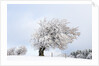 Hoar frost on beech trees in the Black Forest by Anonymous