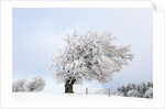 Hoar frost on beech trees in the Black Forest by Anonymous