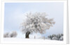Hoar frost on beech trees in the Black Forest by Anonymous