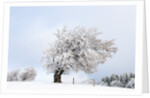 Hoar frost on beech trees in the Black Forest by Anonymous